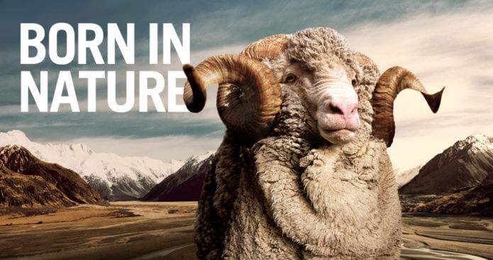 Merino: Born in Nature (Photo: NZ Wool Classers Association)