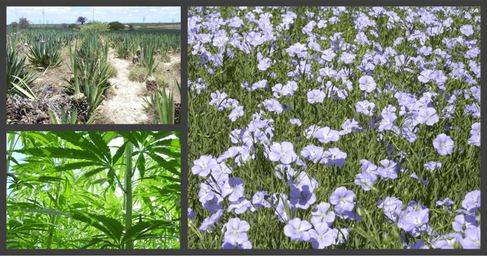 Showing sisal hemp and flax plants