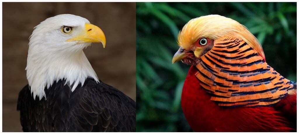 Eagle vs. Pheasant, Photos: Wikimedia Commons