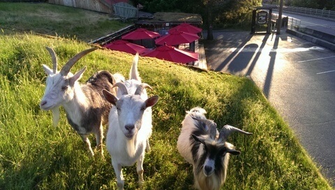 USP Goats on a Roof